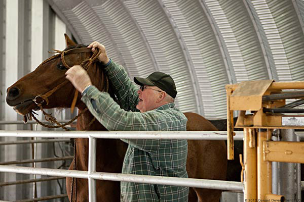 S-model interior of barn for regular horse care